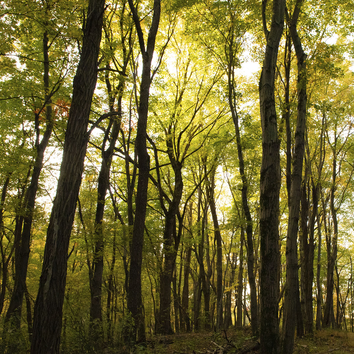 View of the Woods