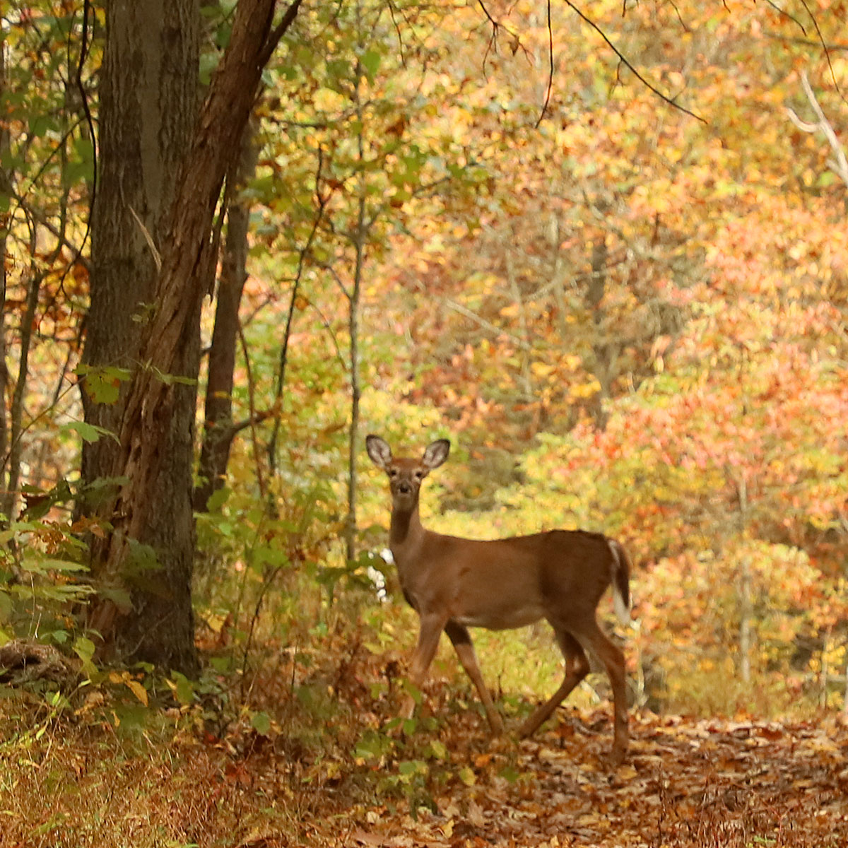 Wildlife at Columbia Woodlands